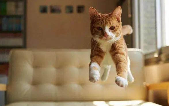 四個月小貓正常體重是多少·