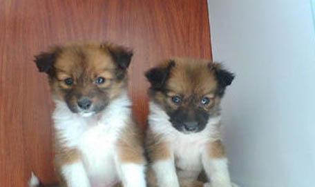 一個(gè)月的喜樂(lè)蒂牧羊犬可以洗澡嗎