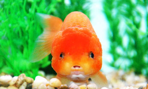金魚消化不良怎么辦
