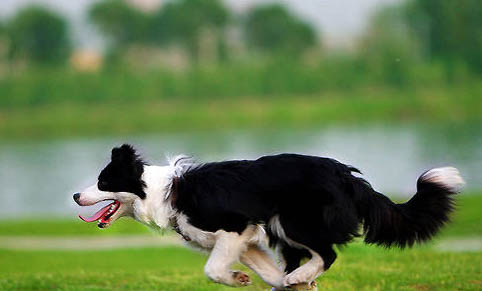 長須柯利牧羊犬1天要吃幾頓
