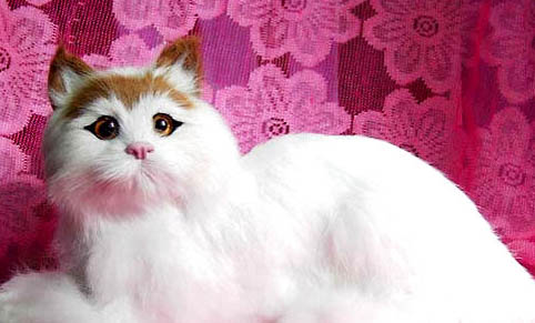 蒂凡尼貓發(fā)燒怎么處理