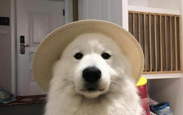 薩摩耶犬嘔吐的原因及處理方法