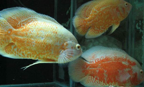 觀(guān)賞魚(yú)拒食的原因及處理方法