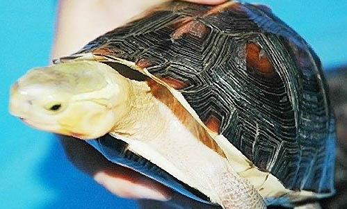 黃緣盒龜飼養方法