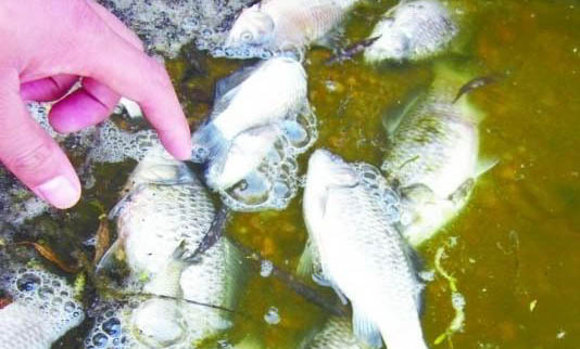 草種金魚有哪些品種