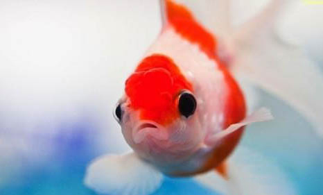 魚是什么動物類型