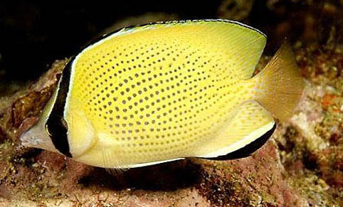 夏天釣魚釣深還是釣淺