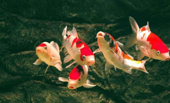 熱帶魚可以和錦鯉一起養嗎