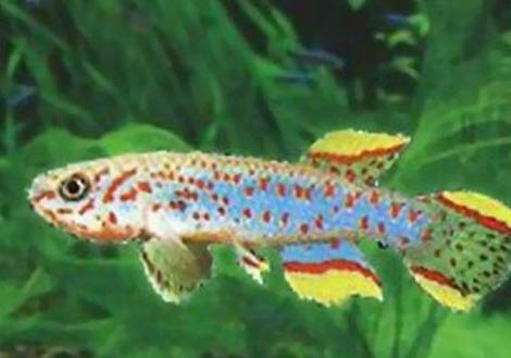 立春后釣魚釣近水還是遠水