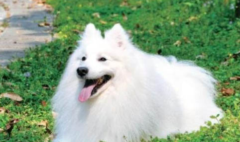 銀狐犬嘔吐不吃東西的原因及處理方法