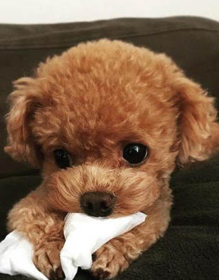 泰迪可以吃火腿腸么