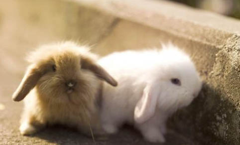 飼養寵物兔注意什么