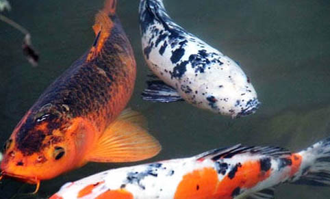 觀賞魚為什么脹肚子
