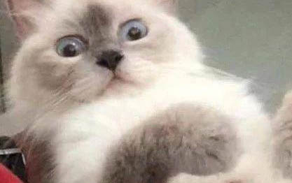 貓咪為什么拿著屁股對著主人