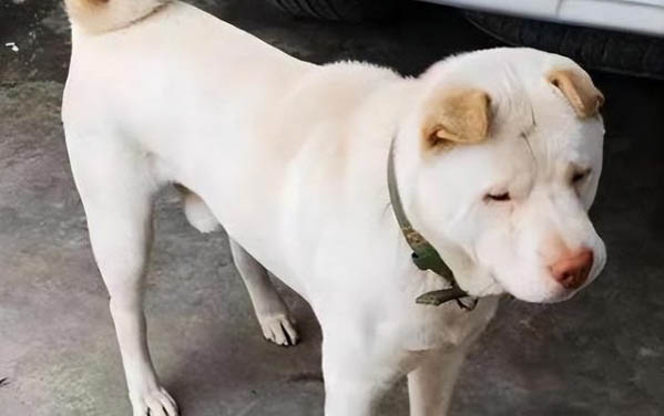狗狗嘔吐吃什么藥最好