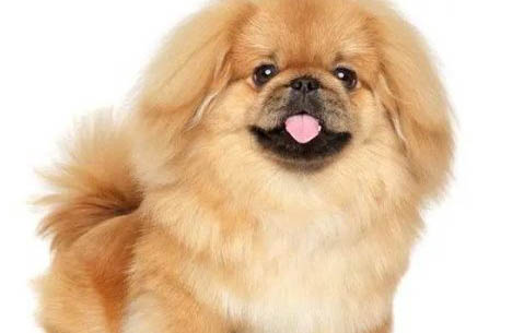 如何讓京巴犬狗適應新的環境