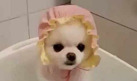 博美犬公的好還是母的好
