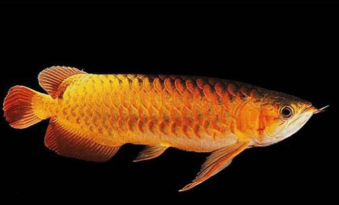 龍魚喜歡什么水質