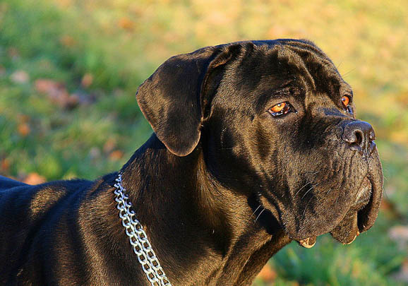 卡斯羅犬什么情況會打架