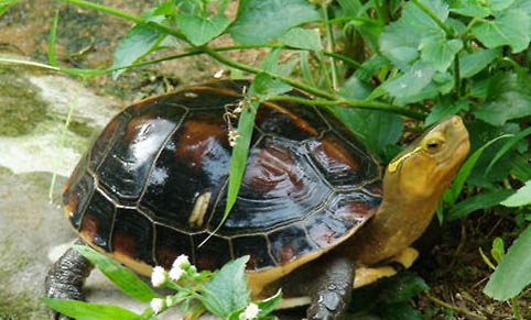 黃緣盒龜飼養(yǎng)方法
