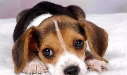 細(xì)小治好狗也廢了