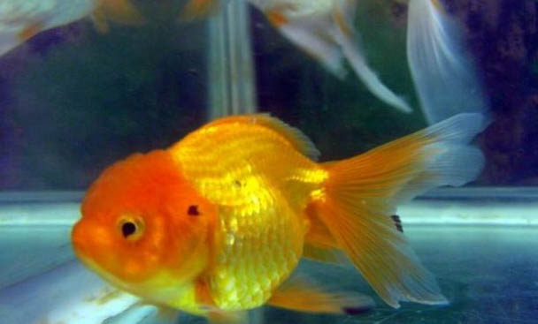泥鰍會攻擊金魚嗎?