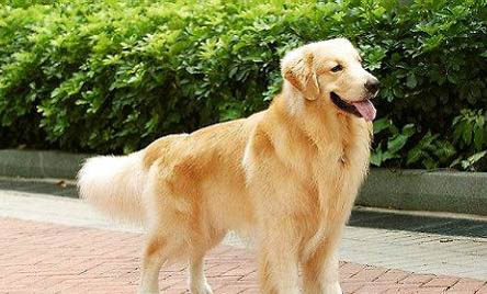 金毛犬有哪些缺點(diǎn)