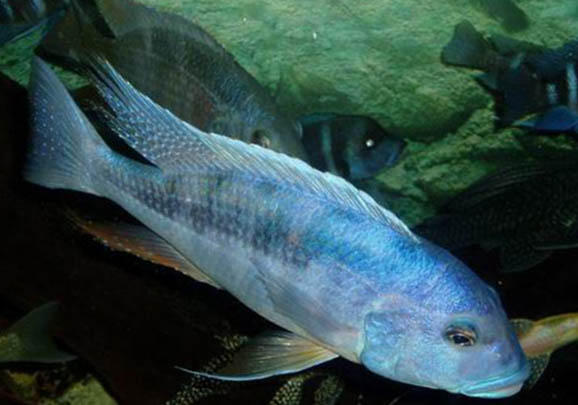 龍魚尾巴分叉的原因