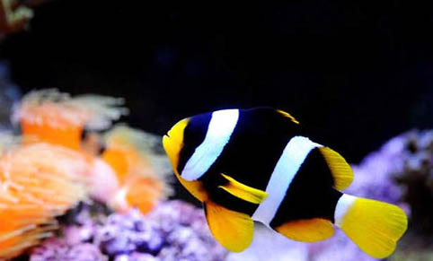 透紅小丑魚(yú)可以養(yǎng)兩只嗎