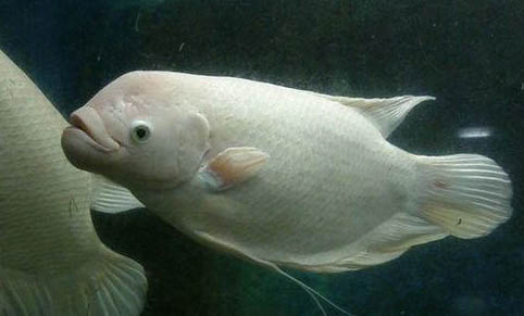 自來水曬多久可以養(yǎng)魚啊