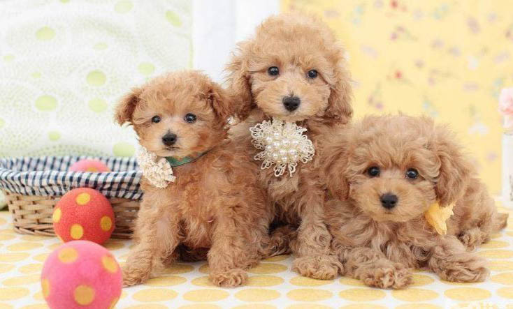 貴賓犬和雪納瑞哪個好養