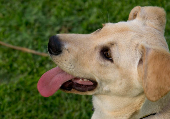 卡南犬吐黃粘液的原因及處理方法