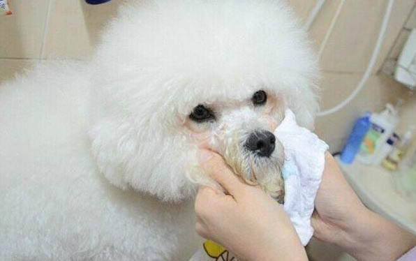 泰迪吐黃水是怎么回事呀?