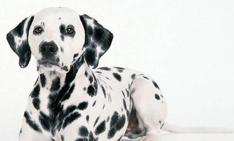 犬瘟?xí)魅窘o狗狗嗎,狗狗得了犬瘟的表現(xiàn)