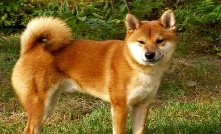 純種中華田園犬在哪買