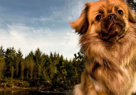 世界十大禁獵犬有哪些
