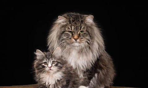 Husky西伯利亞雪橇犬(哈士奇)小知識