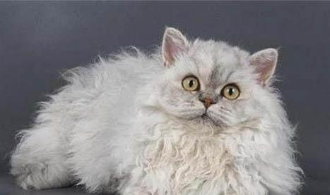 斯可可貓掉毛嗎