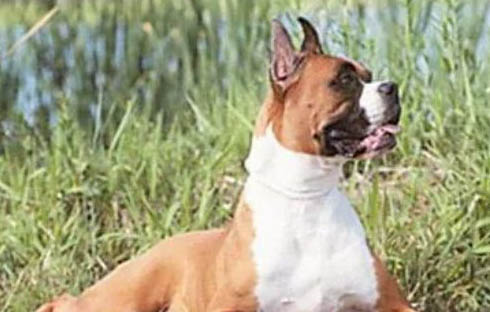 德國拳師犬訓(xùn)練技巧有哪些