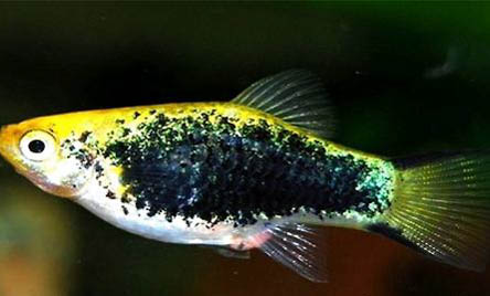 孔雀魚(yú)難產(chǎn)的表現(xiàn)有哪些