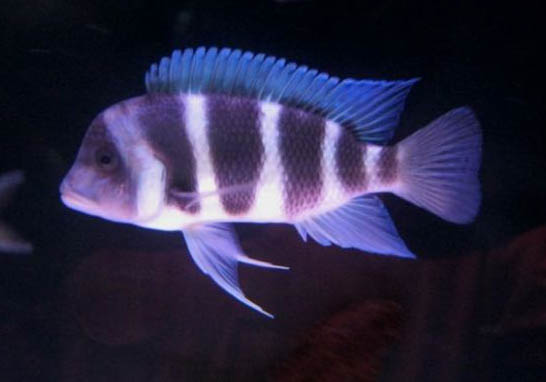 給七彩魚換水應注意什么