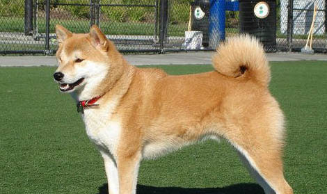 秋田犬價格一般多少錢一只