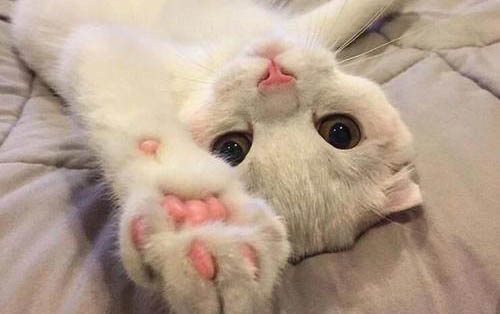小貓肺炎的癥狀