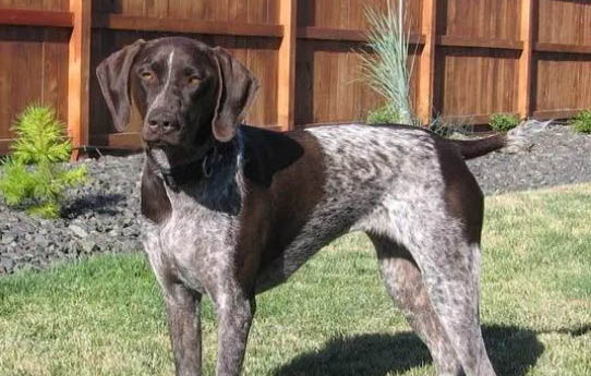 犬瘟熱類型