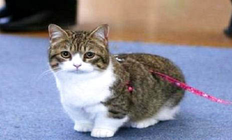 短腳貓不建議買的原因