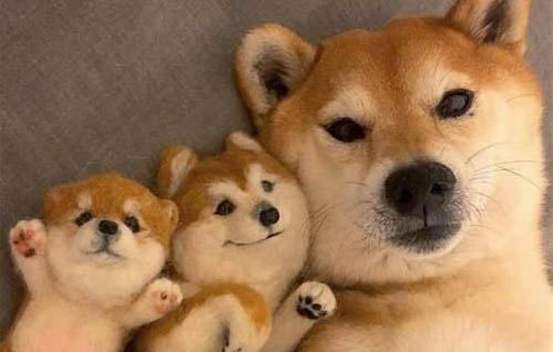 狗拉肚子怎么治療?