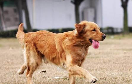 純種金毛犬大概多少錢一只