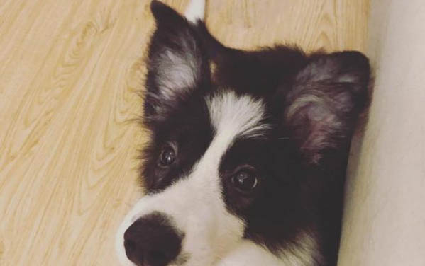 狗狗后腿血管在哪里?