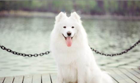薩摩耶犬嘔吐的原因及處理方法