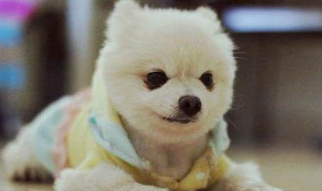 博美犬好不好養(yǎng)?
